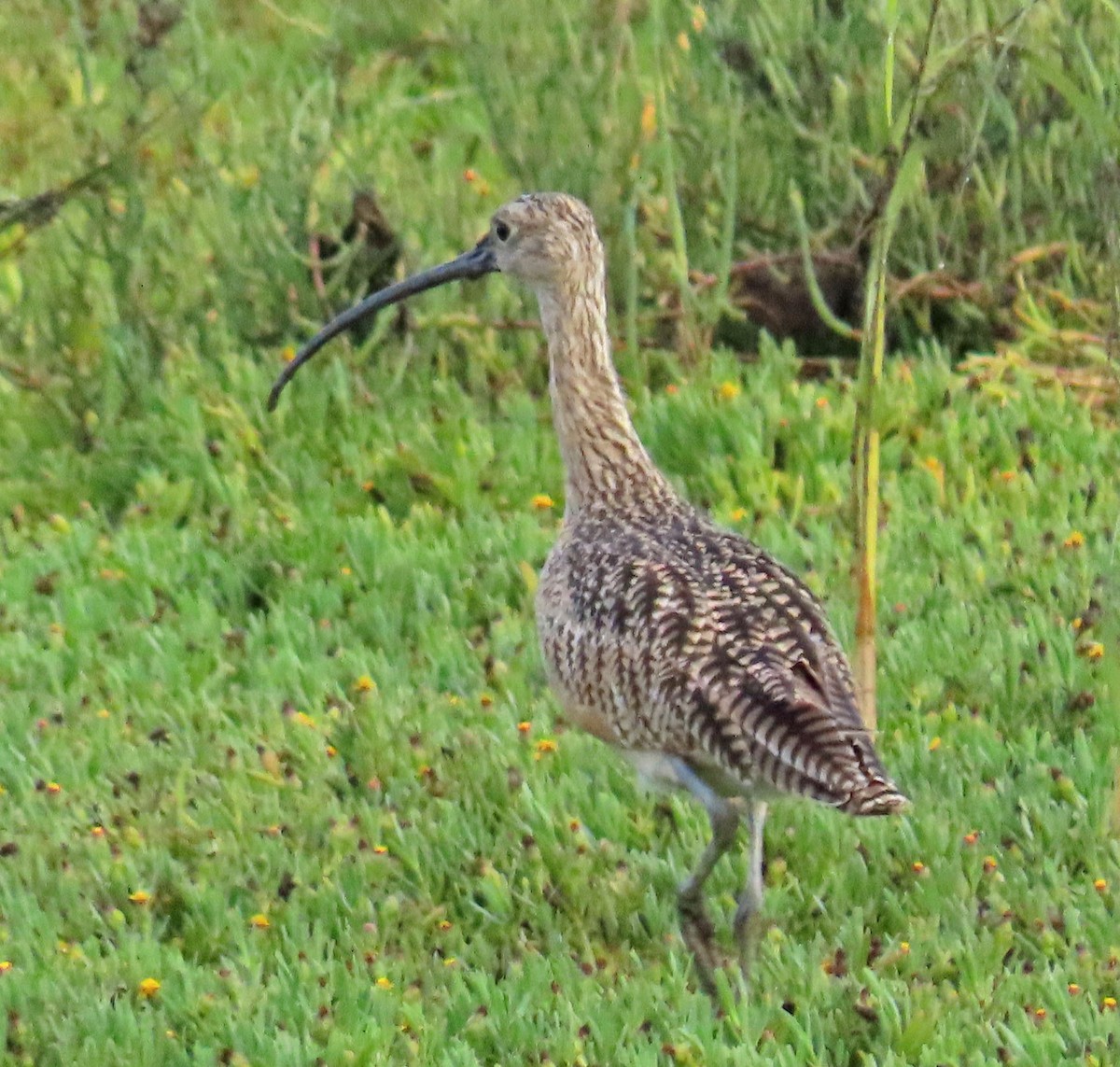Long-billed Curlew - ML255369271