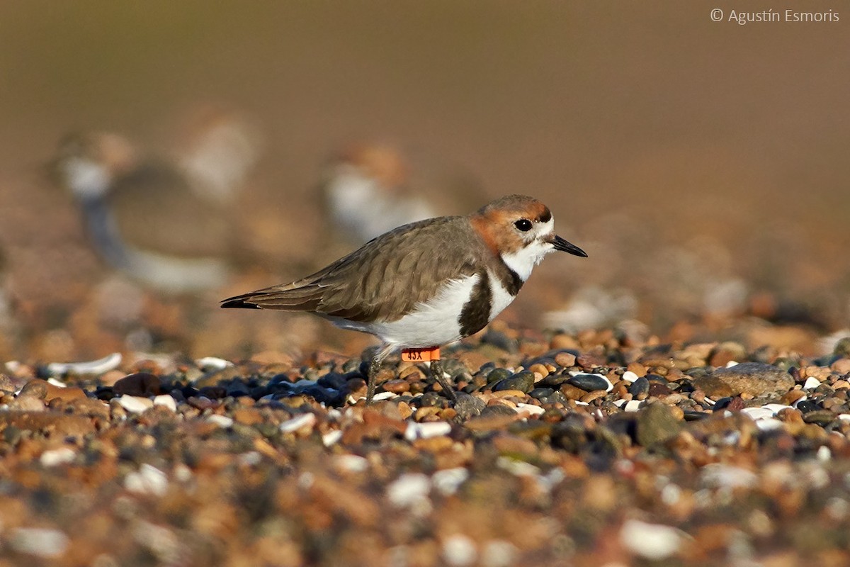 Two-banded Plover - ML255370791