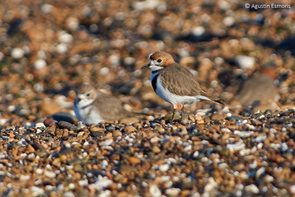 Two-banded Plover - ML255370801