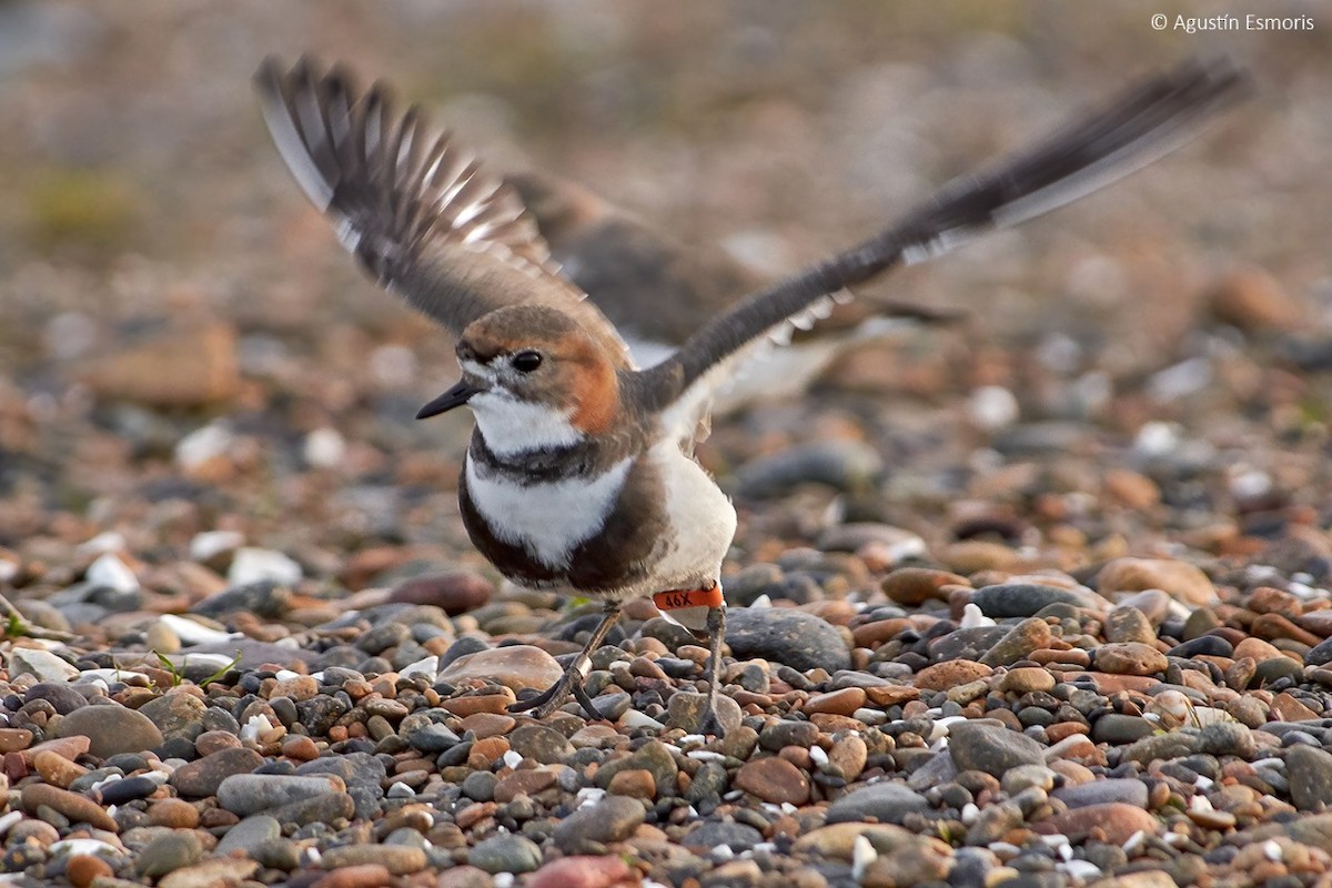 Two-banded Plover - ML255370821