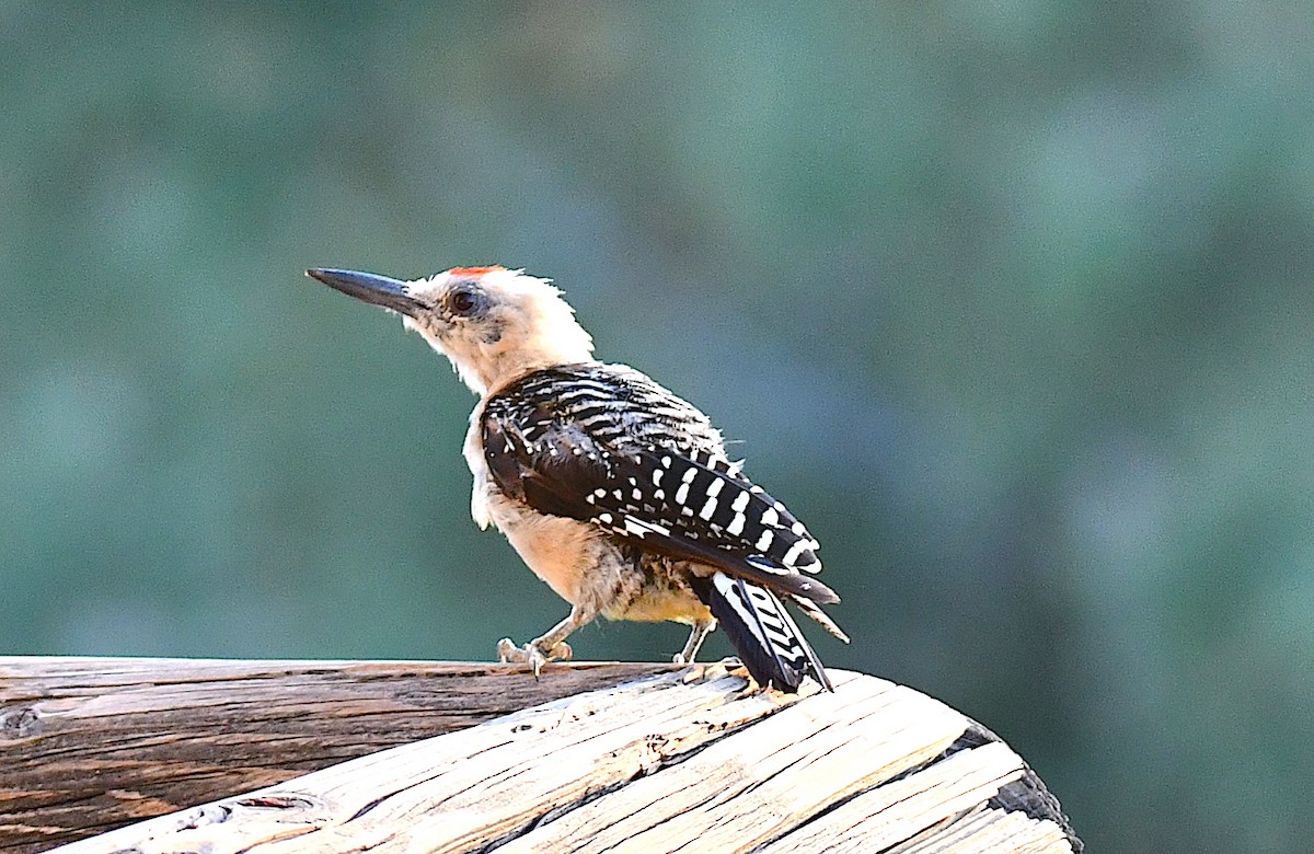 Gila Woodpecker - ML255371171