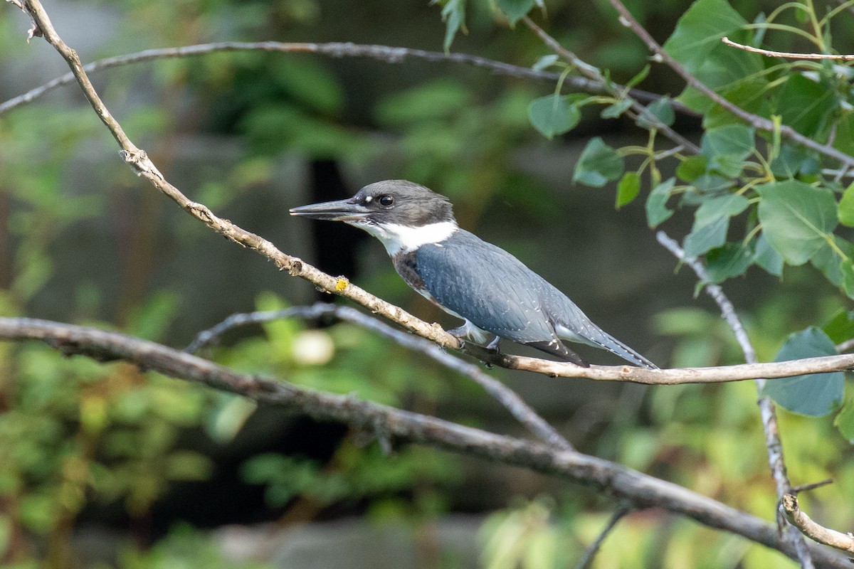 Belted Kingfisher - ML255373191