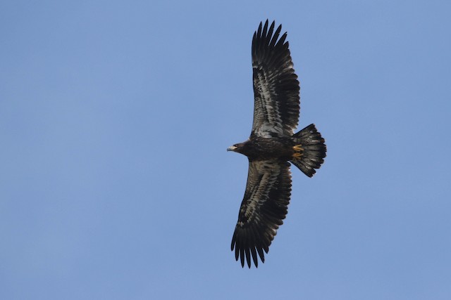 Juvenile&nbsp;ventral view (subspecies <em>washingtoniensis</em>). - Bald Eagle - 