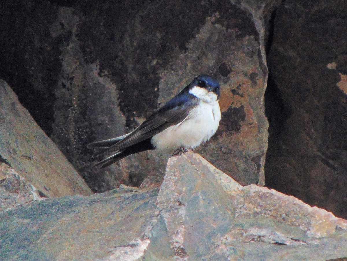 Blue-and-white Swallow - Daniel Camacho