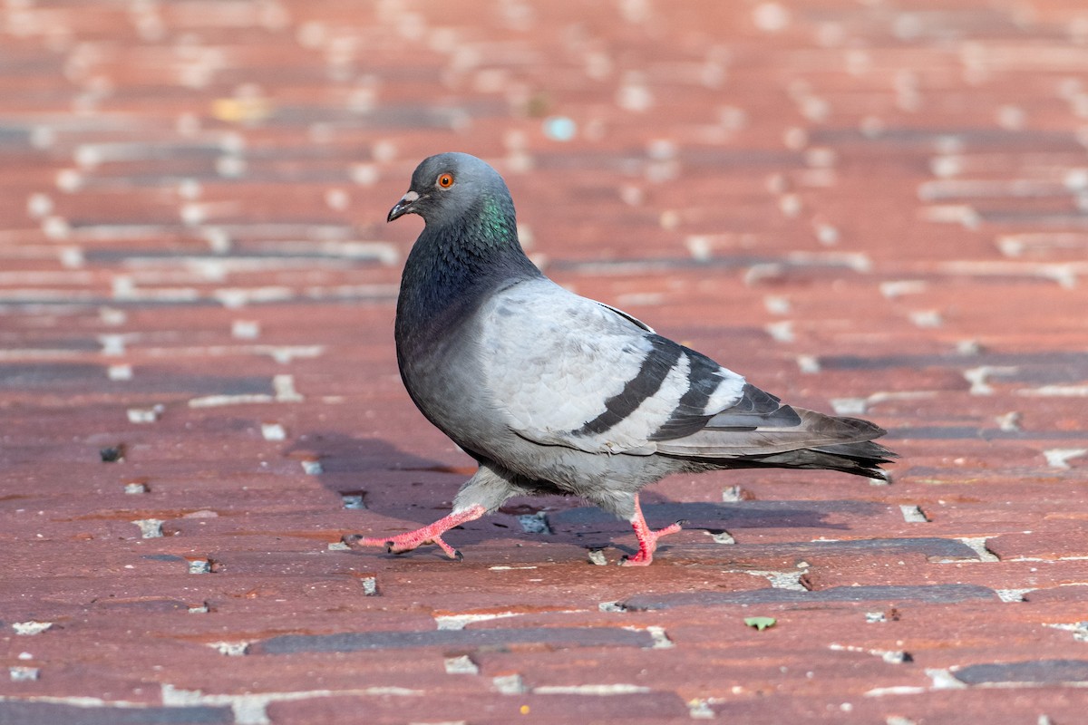 Rock Pigeon (Feral Pigeon) - Jeremy Cushman