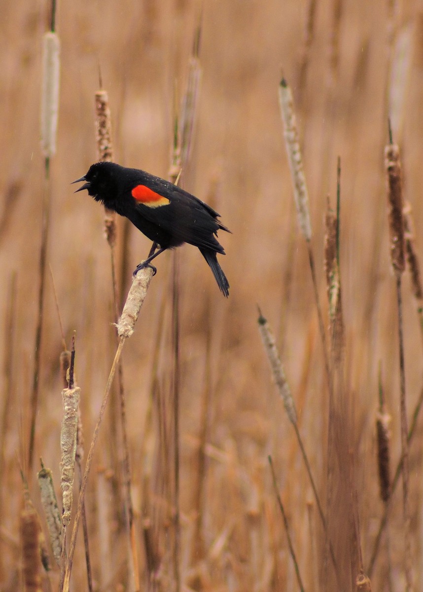 Red-winged Blackbird - David Rooke