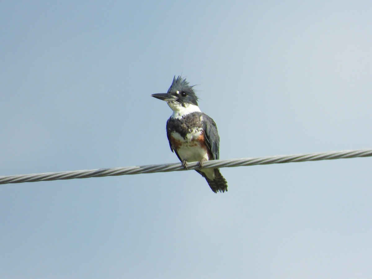 Belted Kingfisher - Michael W. Sack