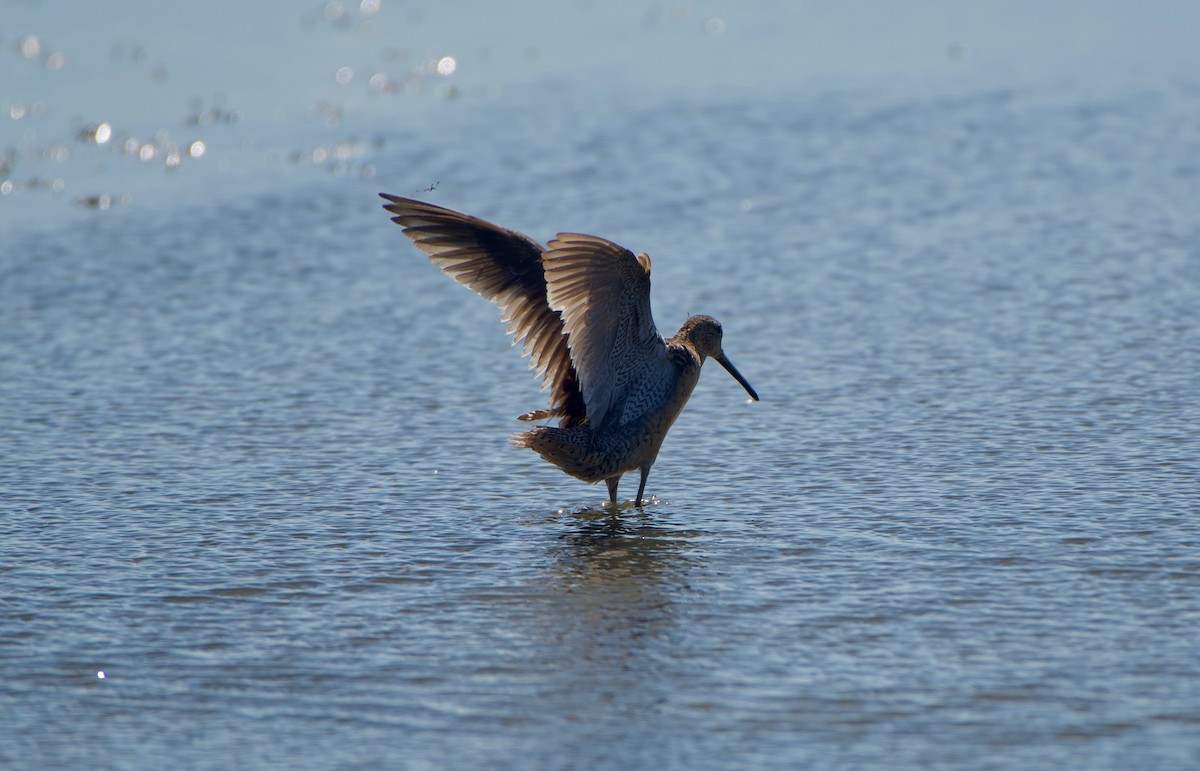 Long-billed Dowitcher - ML255390091