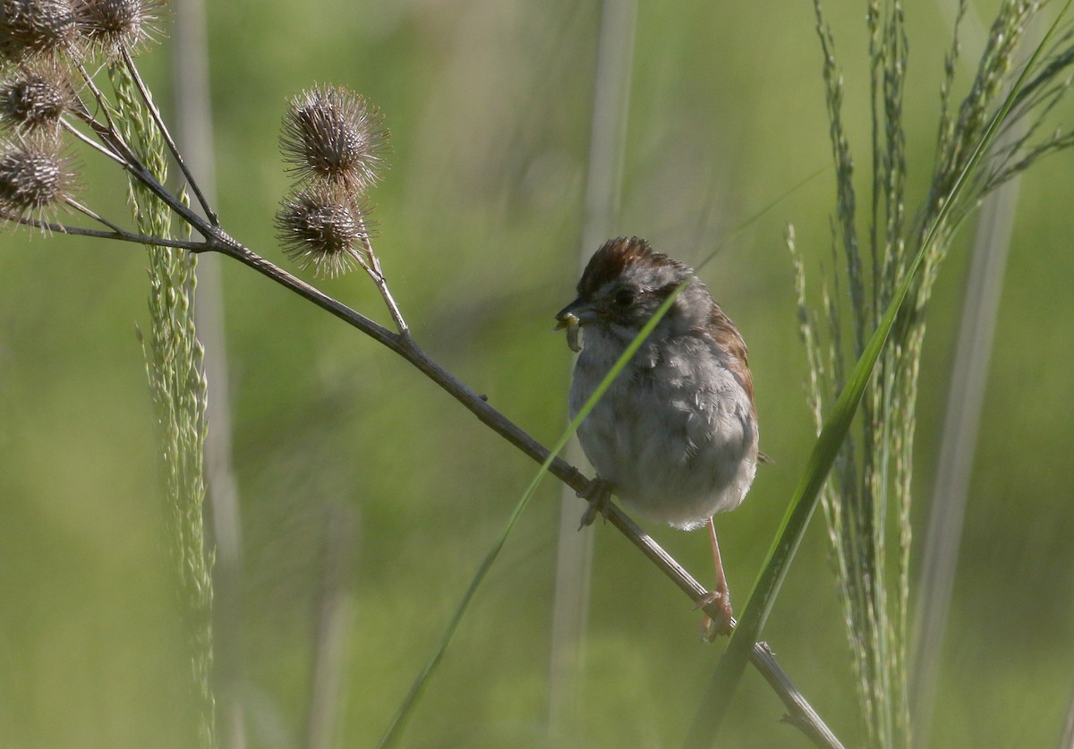 Swamp Sparrow - ML255390111