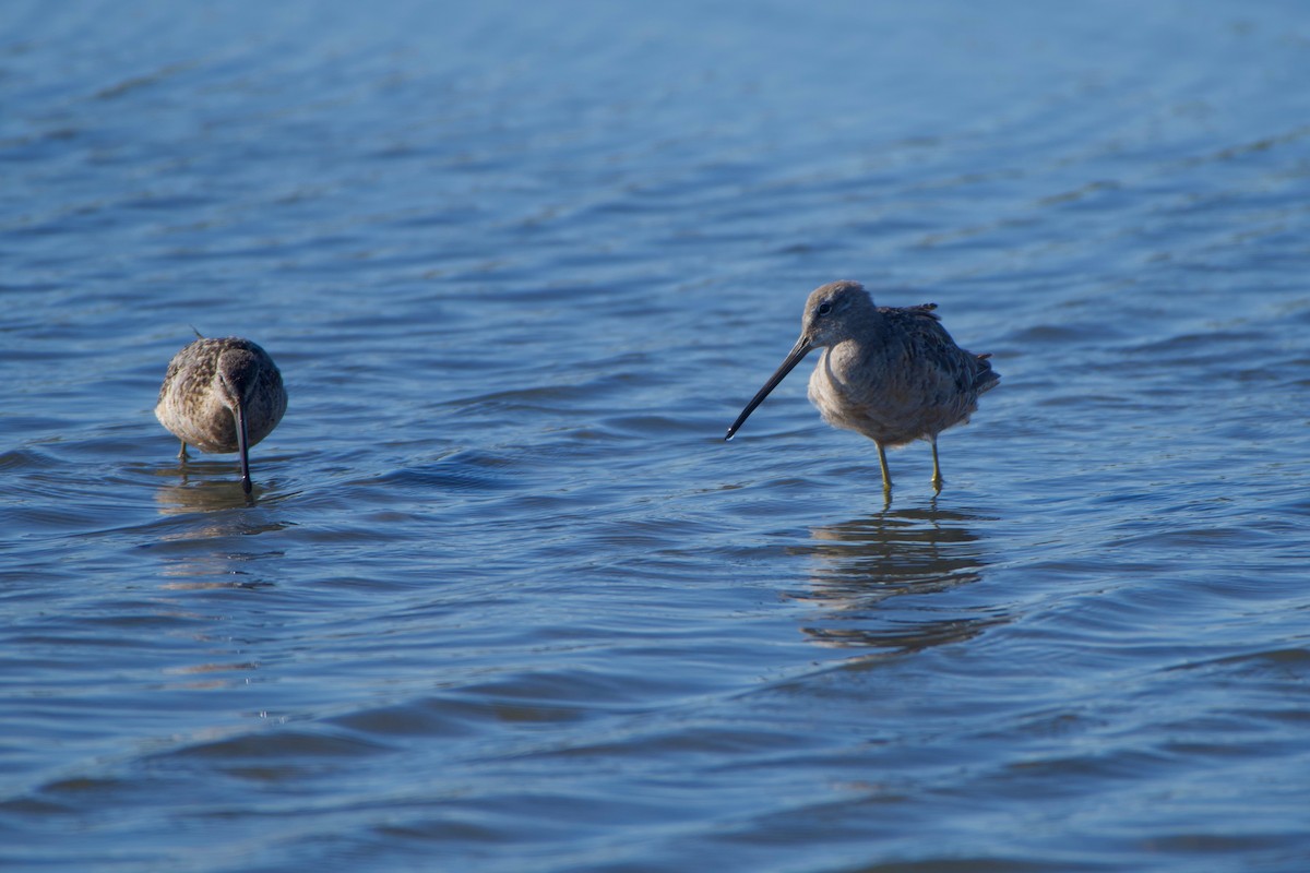 Long-billed Dowitcher - ML255390331
