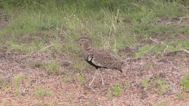 Red-crested Bustard - ML255390741