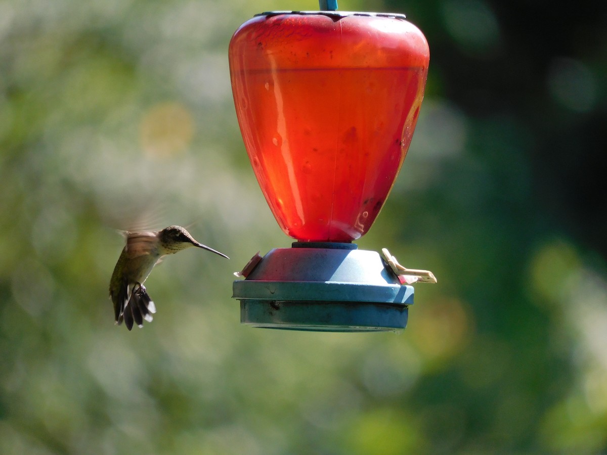 Ruby-throated Hummingbird - Olga C.