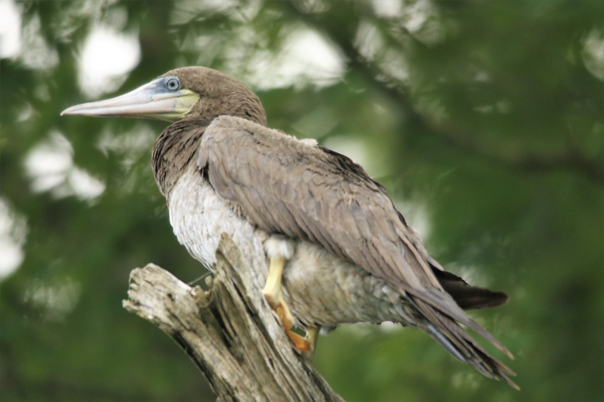 Brown Booby - ML255401421