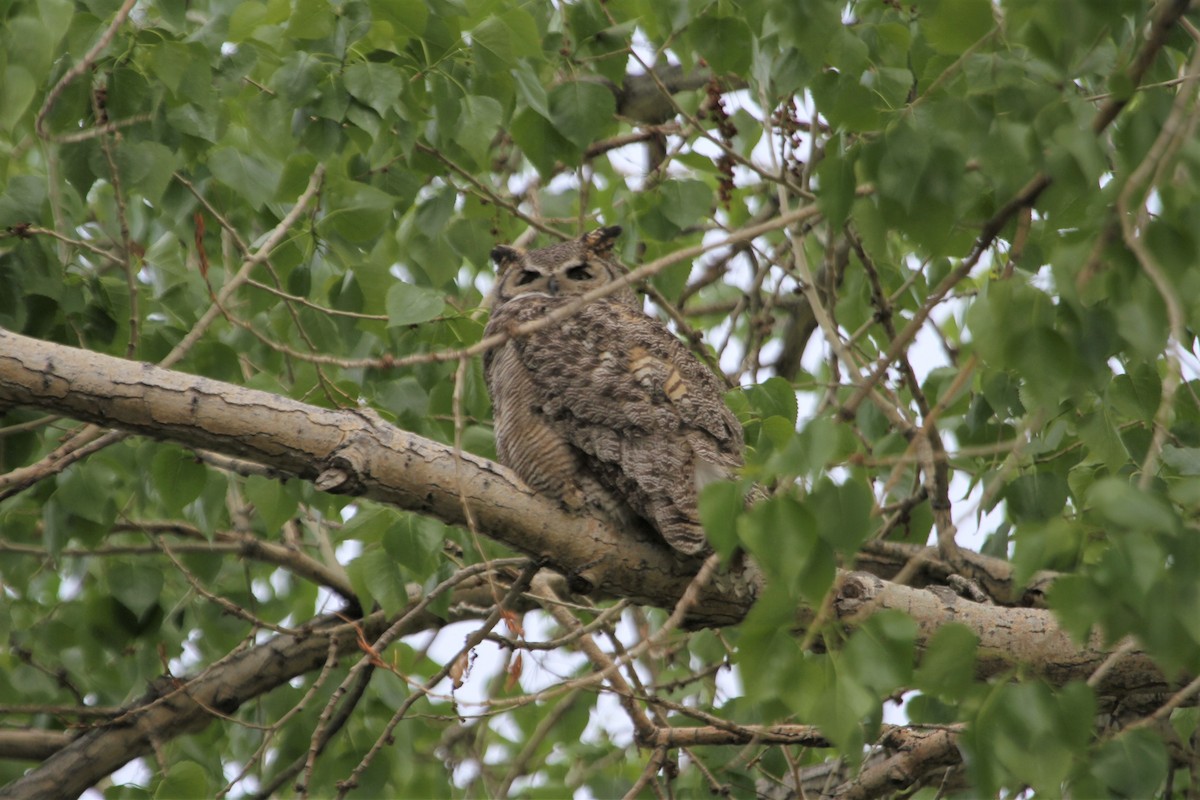 Great Horned Owl - ML255402761