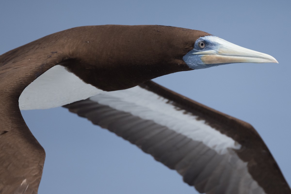 Brown Booby (Forster's) - ML255412581