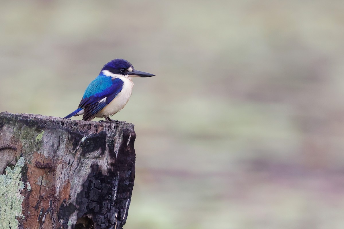 Forest Kingfisher - ML255414781