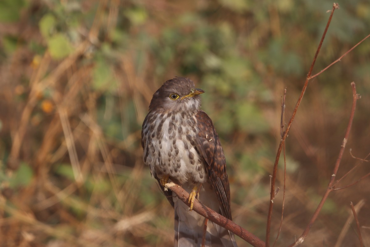 Common Hawk-Cuckoo - ML255426491