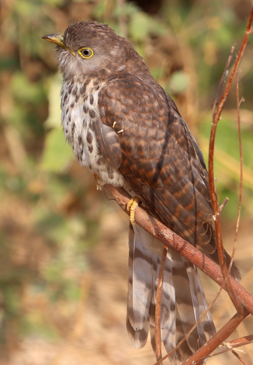 Common Hawk-Cuckoo - ML255426511