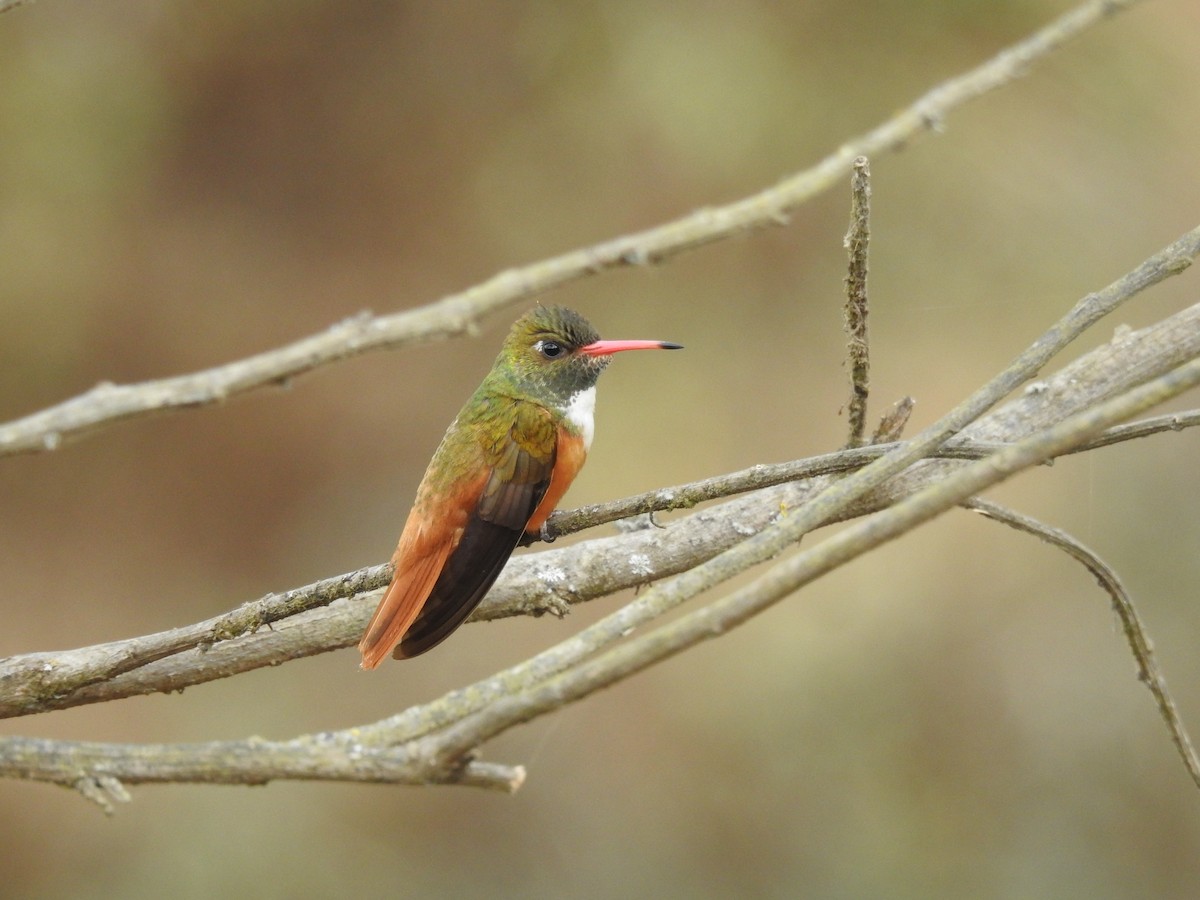 Amazilia Hummingbird - ML255426571