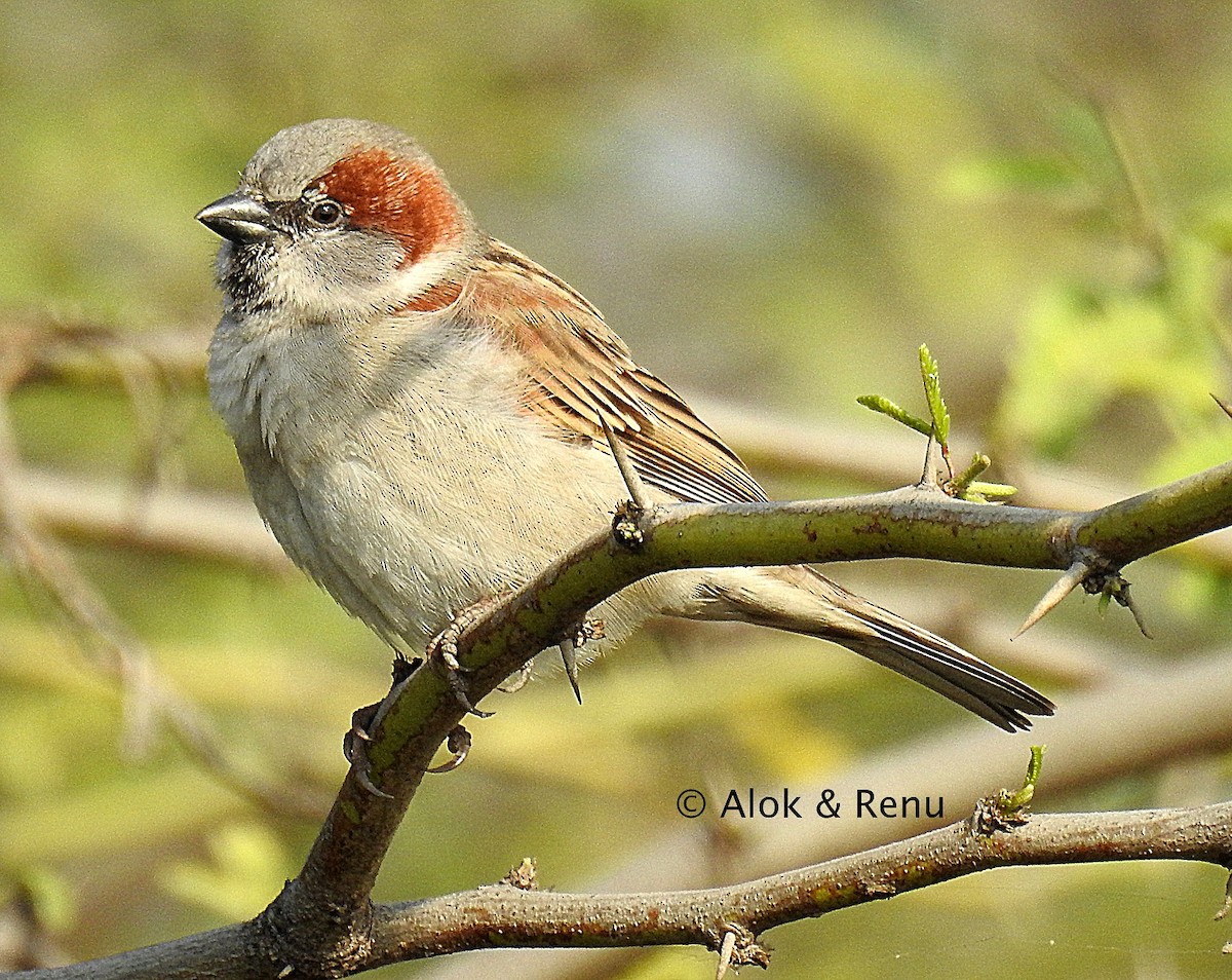 Sind Sparrow - Alok Tewari