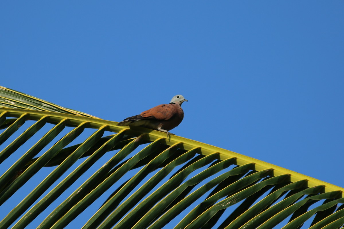 Red Collared-Dove - ML255429141