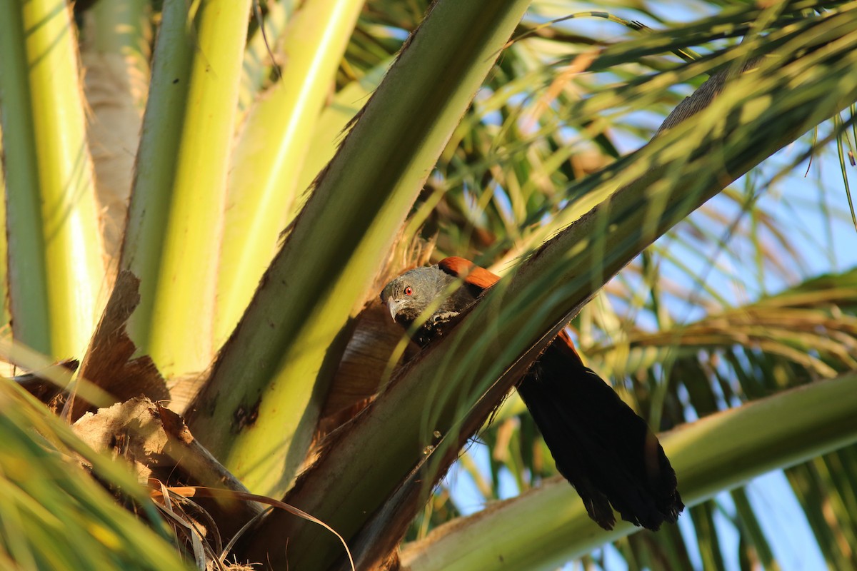 Greater Coucal (Greater) - ML255429181