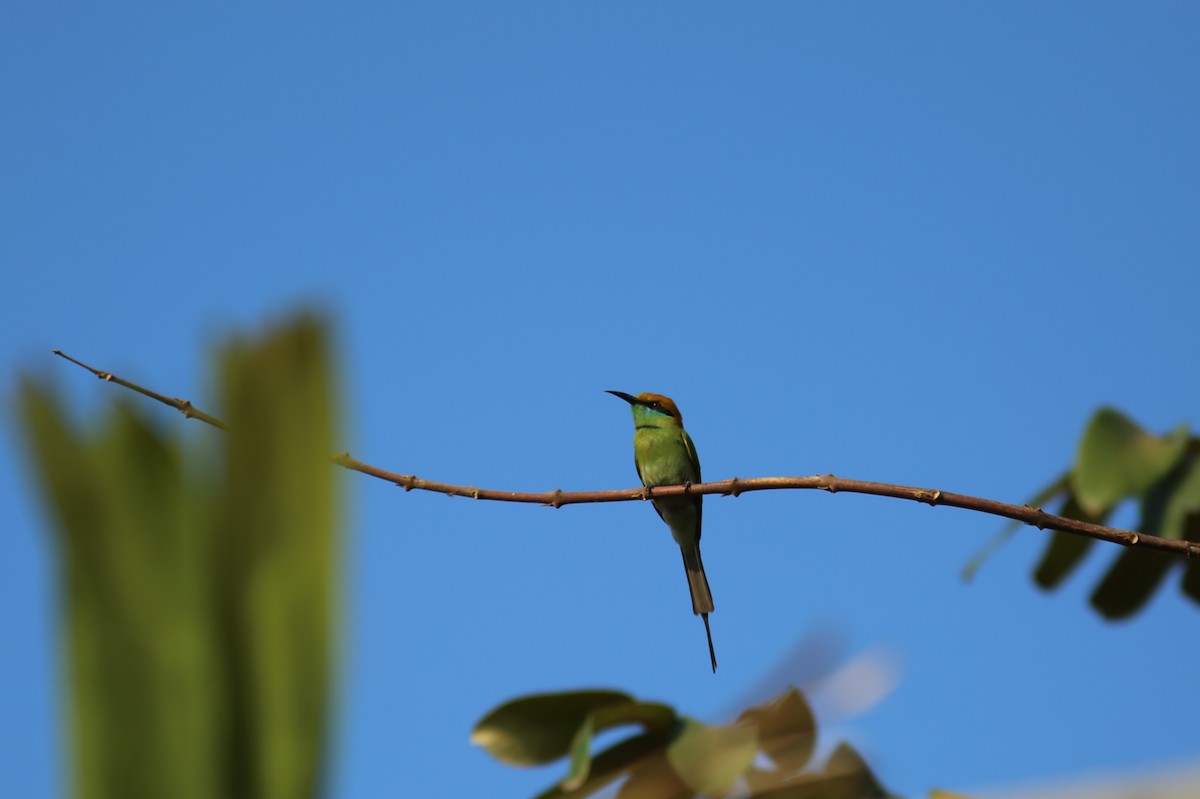 Asian Green Bee-eater - ML255429361