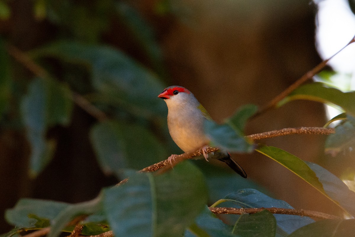 Red-browed Firetail - ML255431781