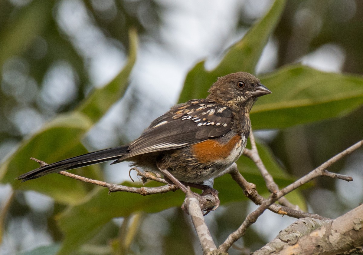 Spotted Towhee - Alison Davies