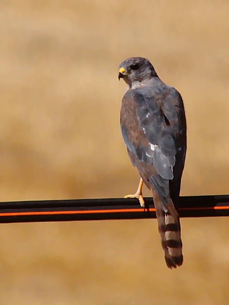 Levant Sparrowhawk - Özgür GÜL