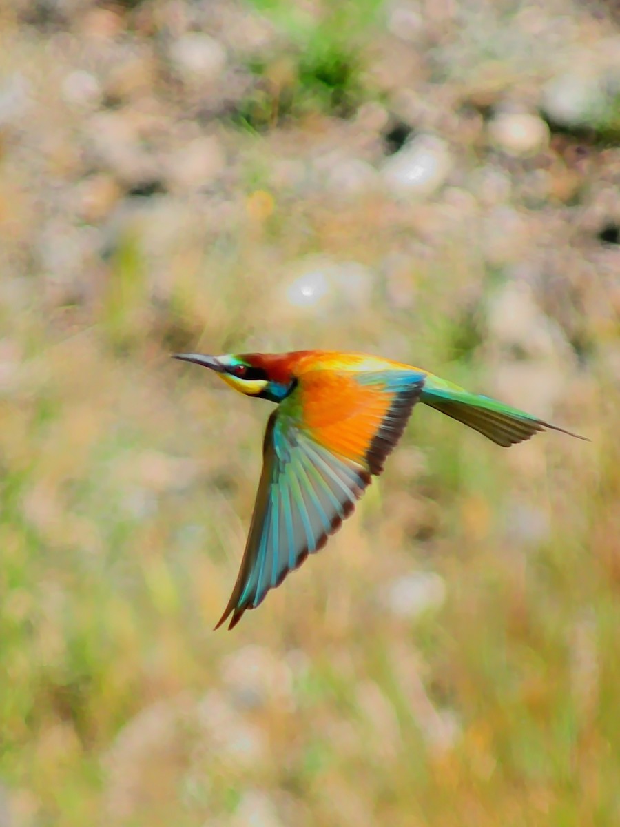 European Bee-eater - ML255436401