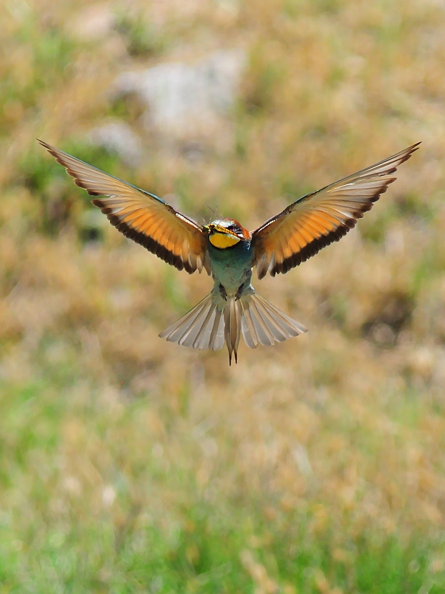 European Bee-eater - ML255436411