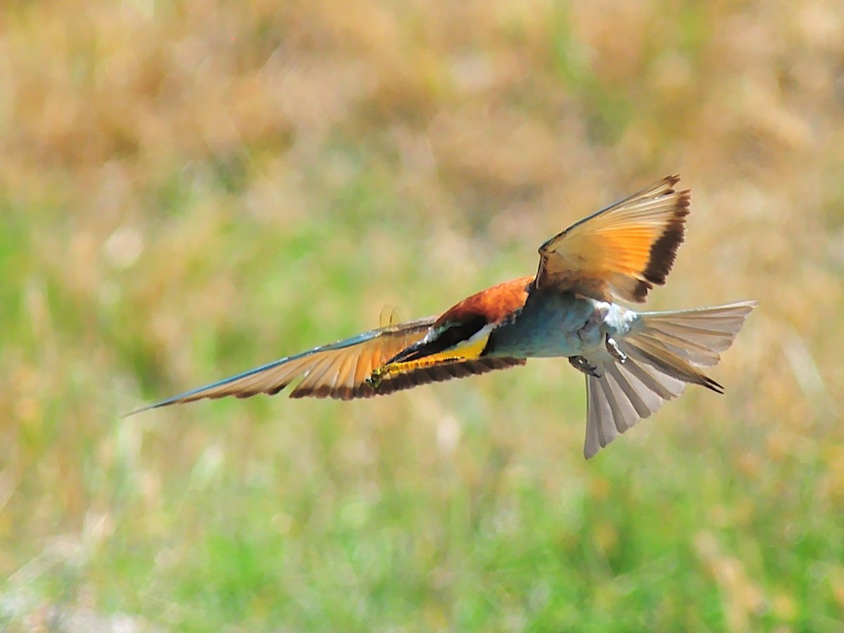 European Bee-eater - ML255436421