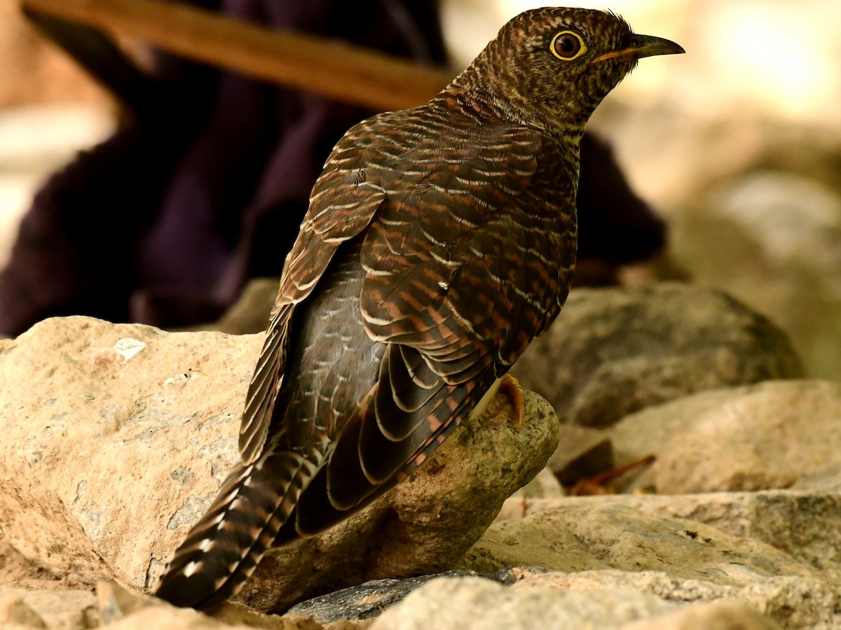 Common Cuckoo - Dorjey Daya