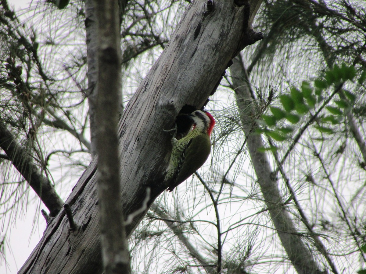 Cuban Green Woodpecker - ML255437131