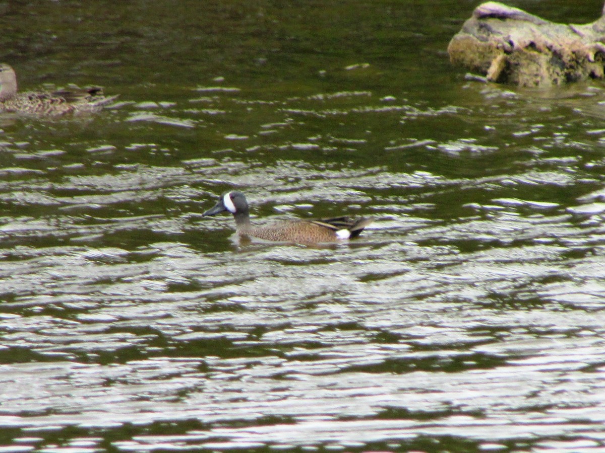 Blue-winged Teal - ML255437341