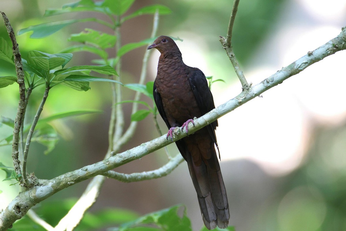 Philippine Cuckoo-Dove - ML255443361