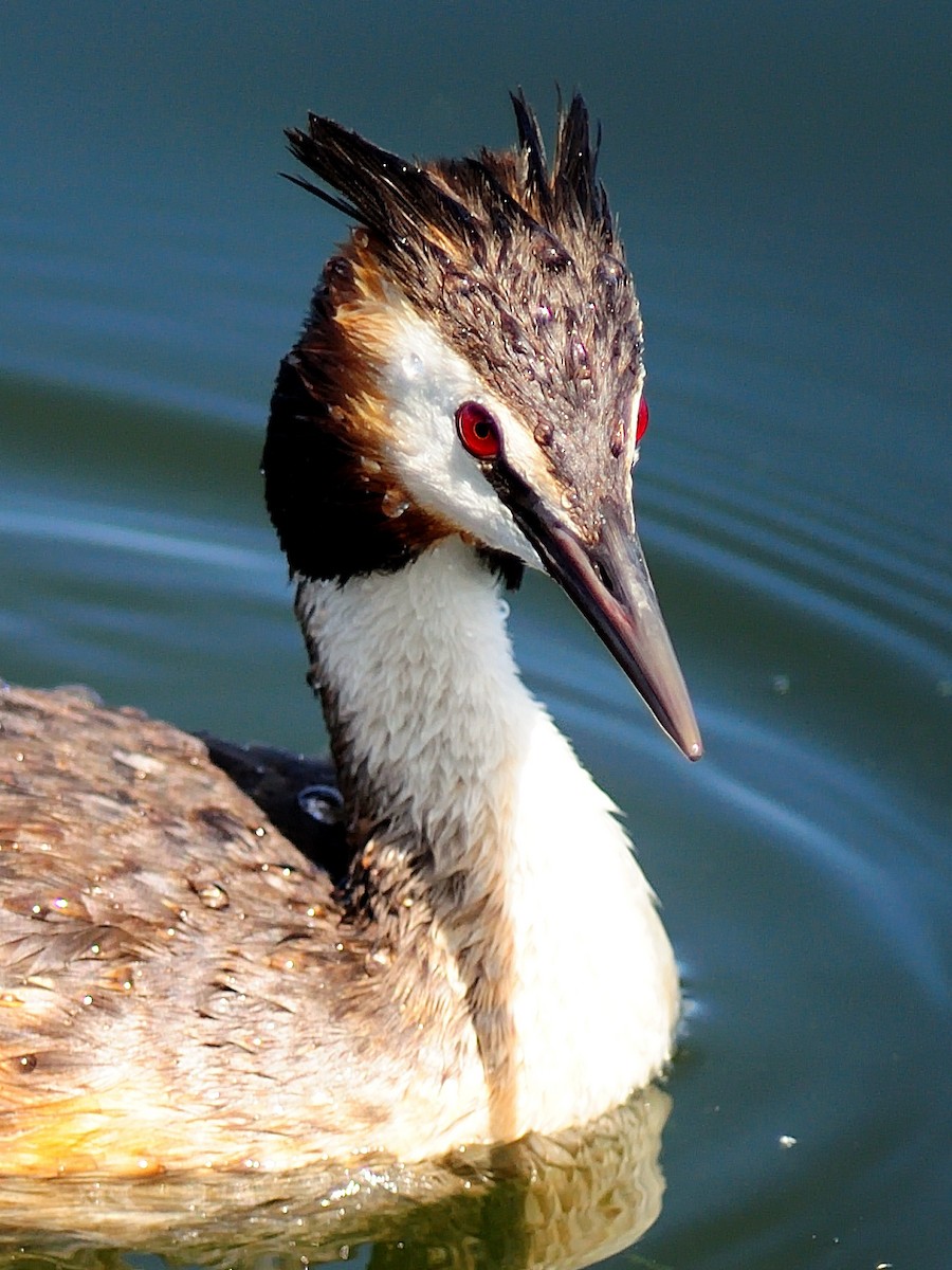 Great Crested Grebe - ML255444701