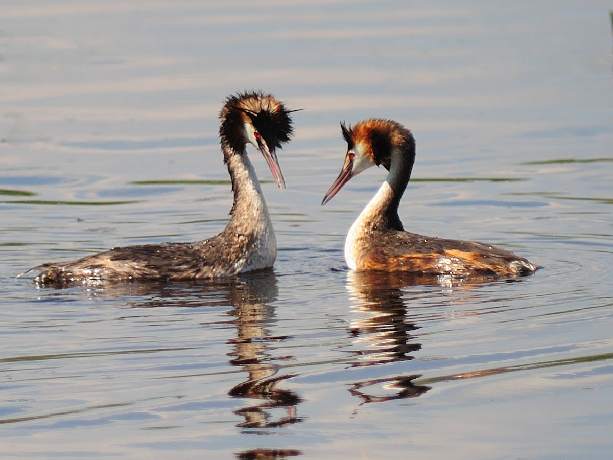 Great Crested Grebe - ML255444741