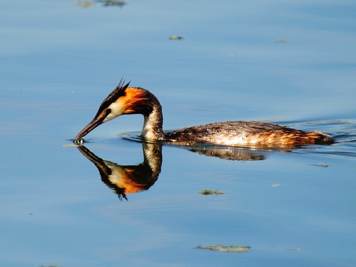 Great Crested Grebe - ML255444751