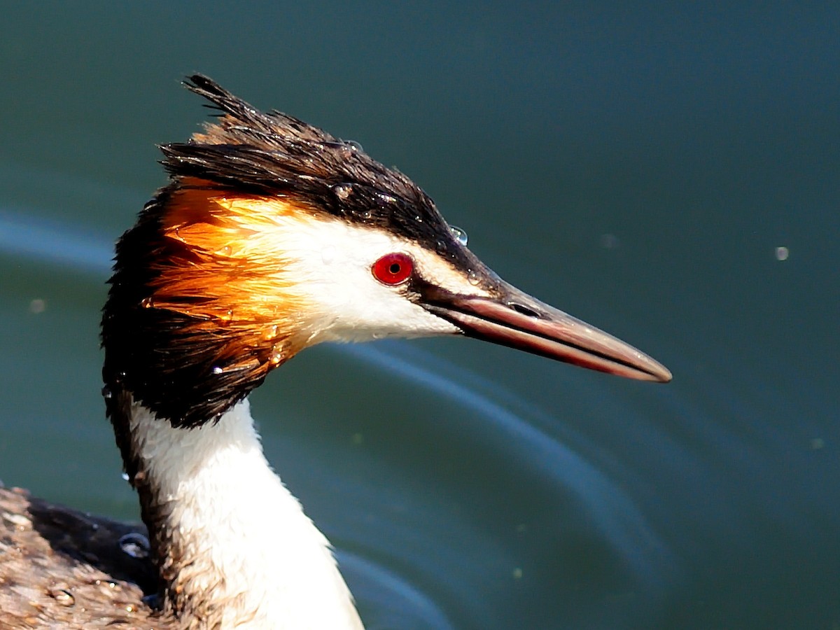 Great Crested Grebe - ML255444761
