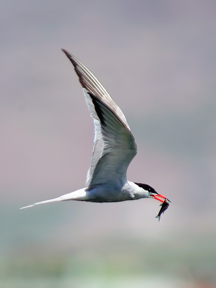 Common Tern - ML255444991
