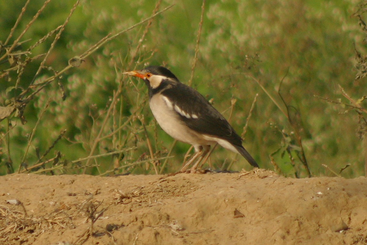 Indian Pied Starling - ML255445921