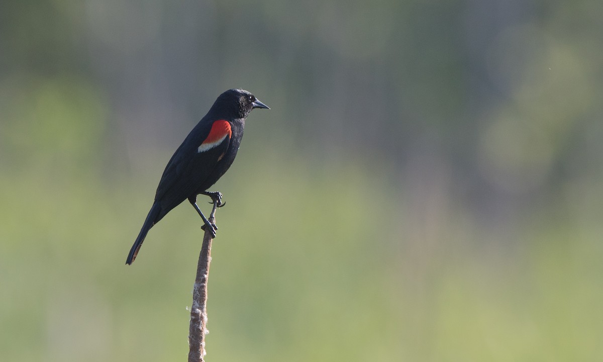 Red-winged Blackbird (Red-winged) - ML255451211