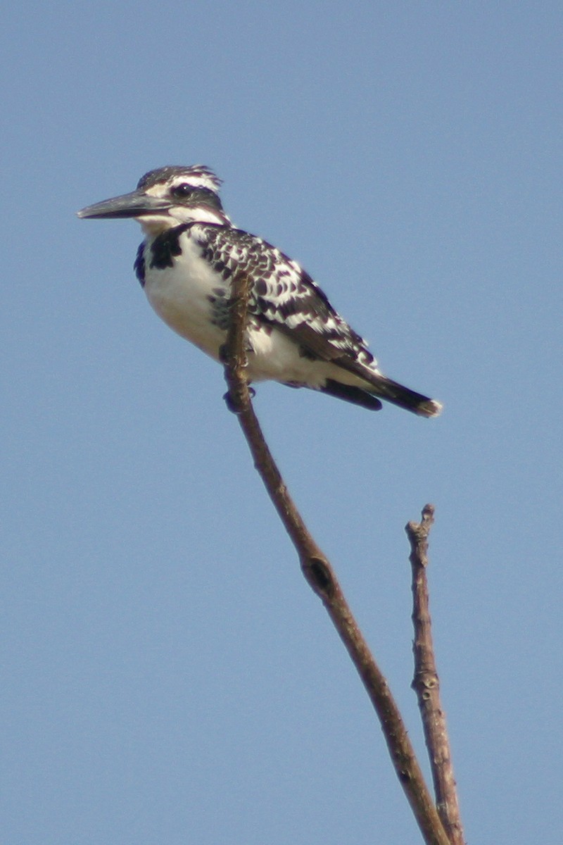 Pied Kingfisher - Oscar Campbell