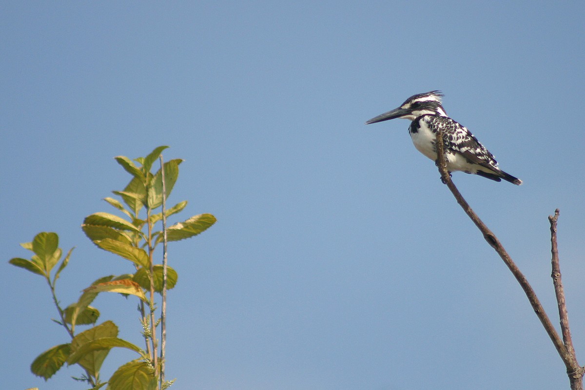 Pied Kingfisher - Oscar Campbell