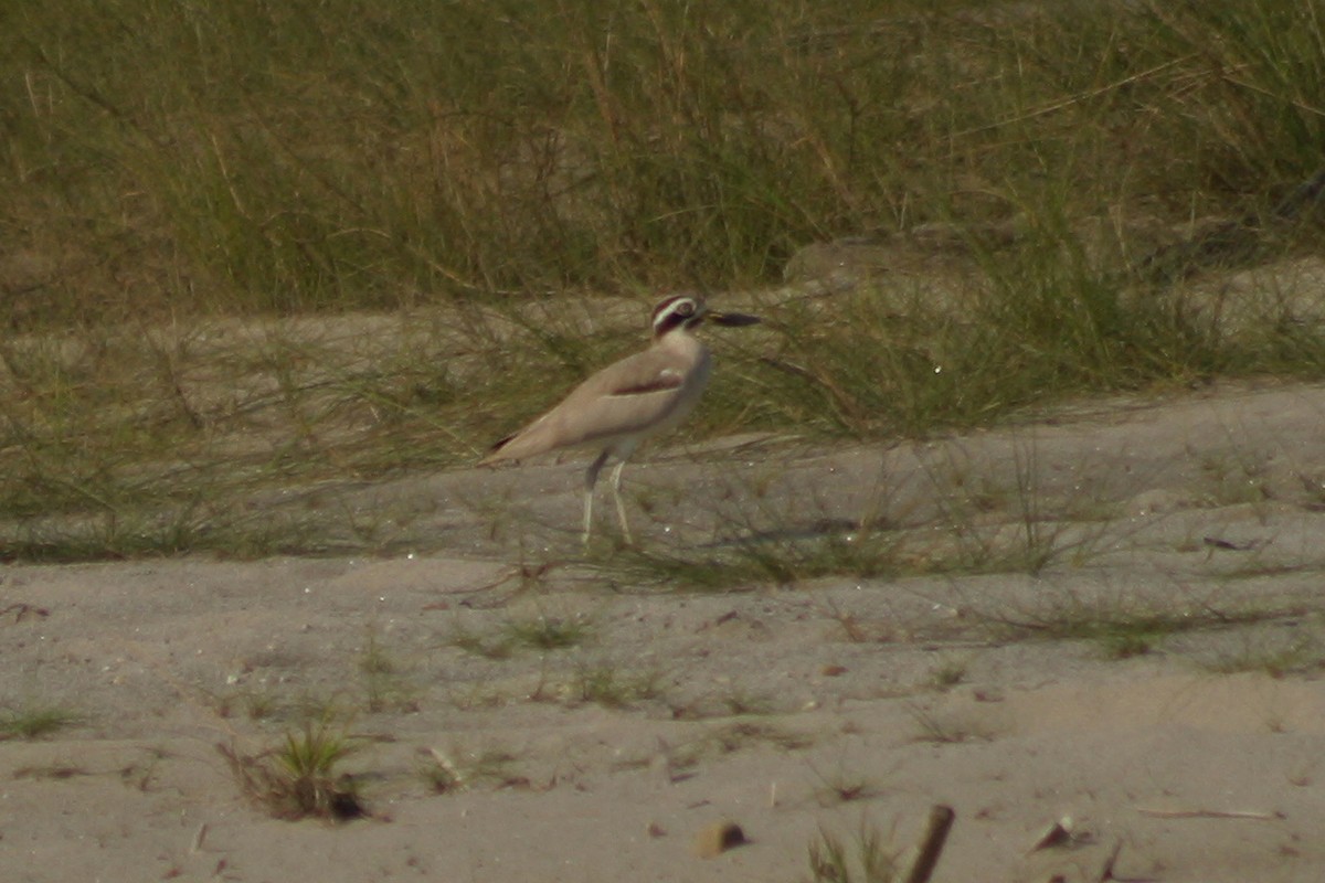 Great Thick-knee - ML255453041