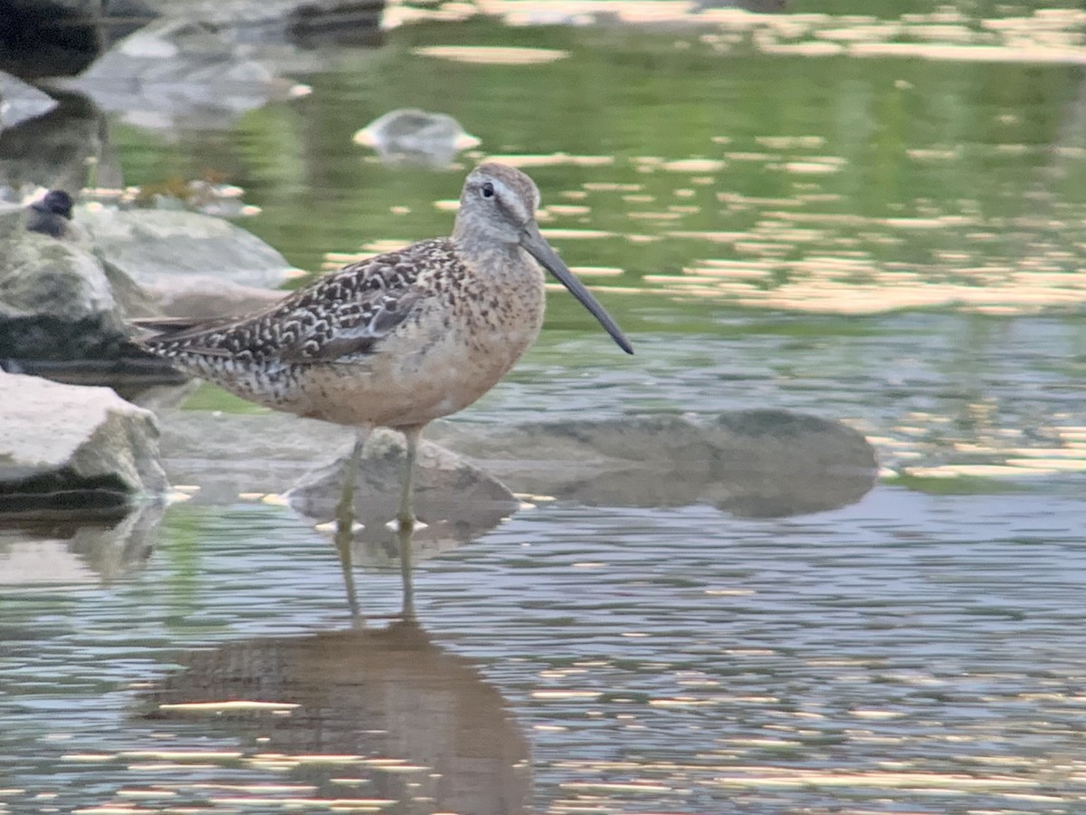 Long-billed Dowitcher - ML255454181