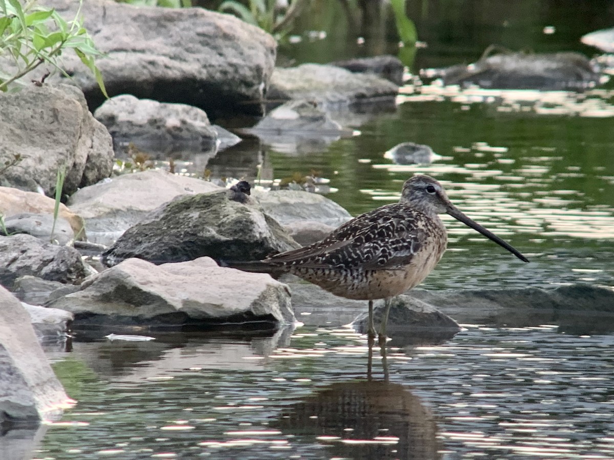 Long-billed Dowitcher - ML255454191
