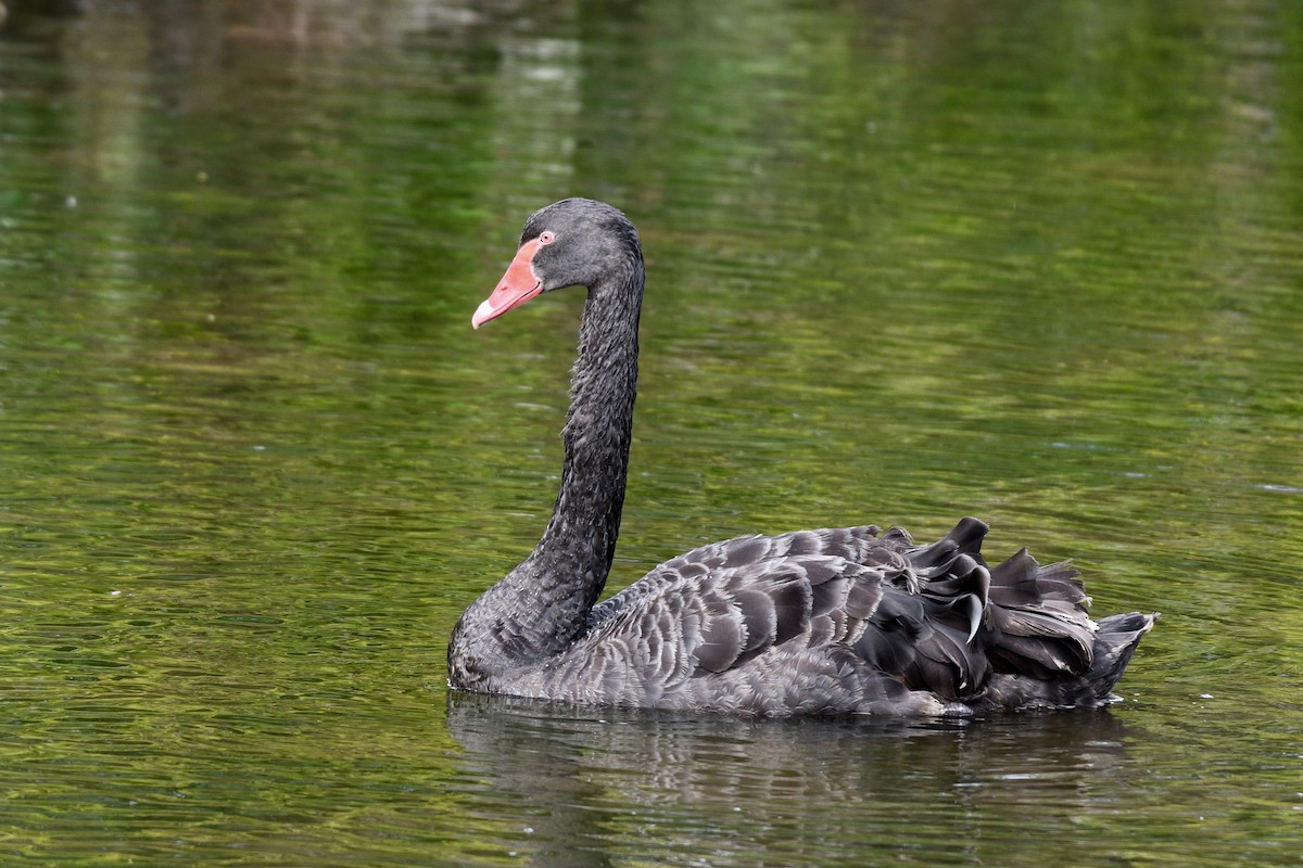 Black Swan - Jacques Erard